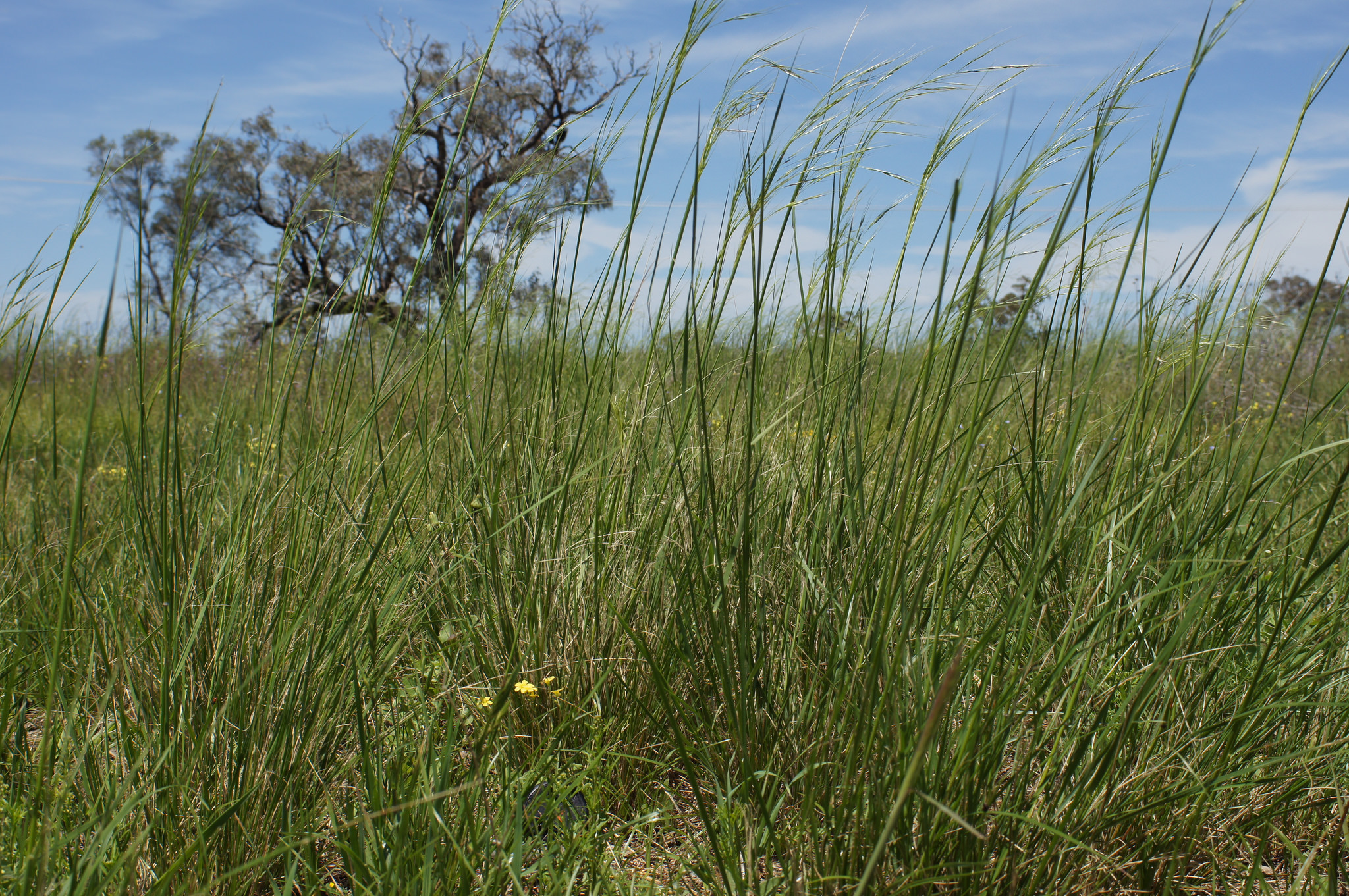 plump-spear-grass-grasslands